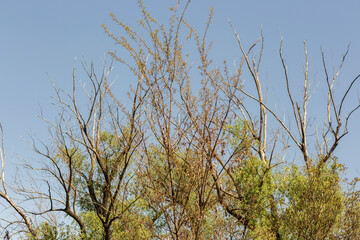 tree branches against blue sky