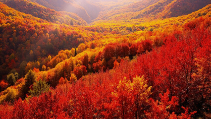Obraz premium Breathtaking aerial view of a vibrant forest in full autumn color showcasing stunning natural landscapes and seasonal beauty