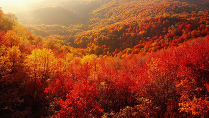 Fototapeta premium Breathtaking aerial view of a lush forest displaying vivid autumn foliage and golden sunlight