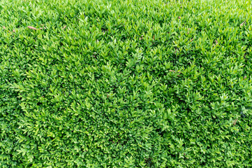 Close-up of dense green hedge leaves in daylight.