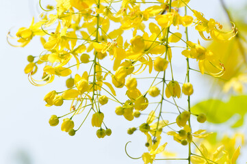 Golden shower , Cassia fistula or pudding pipe tree or Cassia fistula Linn and sky