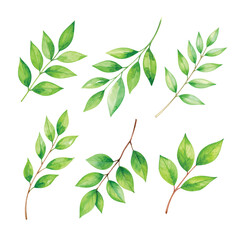 Obraz premium watercolor tropical green leaves, isolated on white background