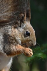 This is a cute little squirrel in nature in sunny spring day.