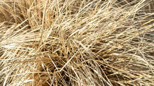 brown dry grass. background or texture