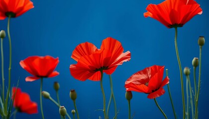 Obraz premium Bold red poppies burst against a deep blue backdrop, vibrant floral photography, bright, bloom