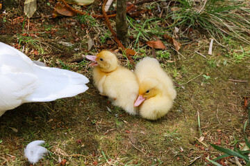 duckling, baby, yellow, muscovy duck, duck, beak, waterfowl, feather, domestic, farm, bird, white, agriculture, fowl, wild, poultry, wings, wildlife, feathers, animal, nature, water, grass, birds, 