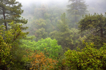 Fog slowly rising over lush green forest covering the mountainside
