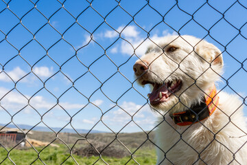 Hunting dog waiting behind a wire mesh fence in a kennel