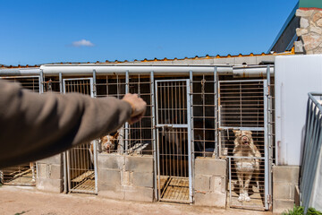 Worker pointing at hunting dogs in kennel cages on a sunny day