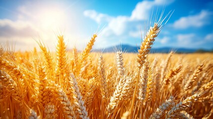 Fototapeta premium Golden wheat field under a sunny sky