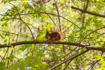 squirrel eating nut