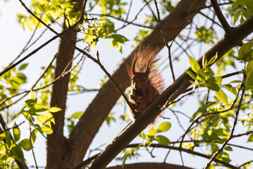 squirrel eating nut