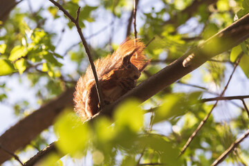 squirrel eating nut