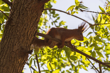 squirrel eating nut