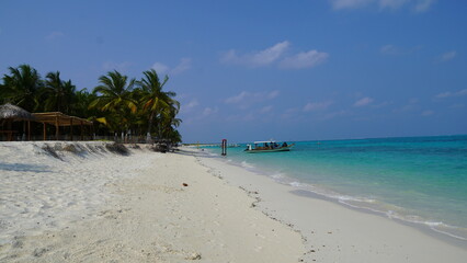 tropical beach with palm trees