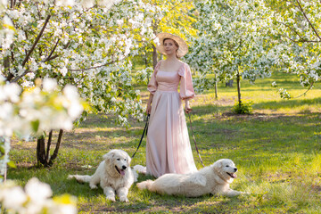 A full-length portrait of a beautiful young woman in a pink dress and hat posing standing against the background of a spring park and white blooming apple trees with two white dogs on a leash.
