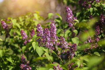 purple lilac flowers