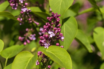 purple lilac flowers