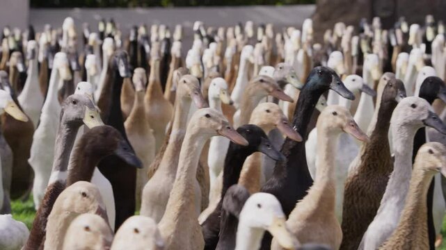 A flock of free-range Indian Runner ducks strolls in unison across a lush green lawn, their upright posture and colorful feathers adding life to the peaceful surroundings.