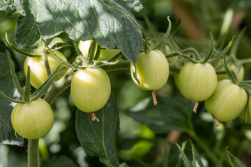 Green tomatoes growing on the vine in a garden