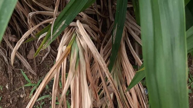 Pandanus amaryllifolius, slanted pandanus plant roots