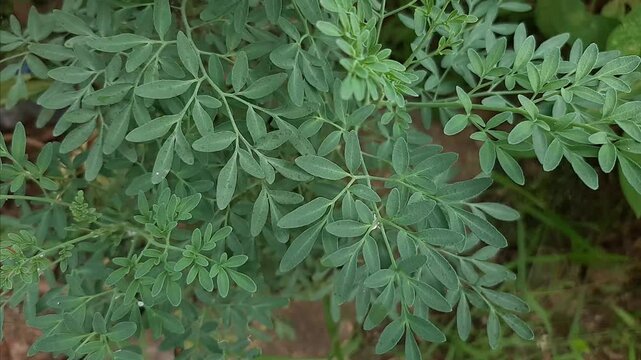 common rue herb ornamental plant