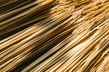 Obraz premium Texture of harvested wheat stalks or dried corn husks bathed in golden afternoon sunlight harvest