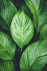 Tropical Background, Close-up of Lush Green Calathea Leaves with Prominent Veins Texture