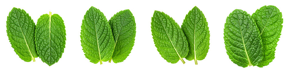 Fototapeta premium Fresh Mint Leaves PNG Set on Transparent Background, Aromatic Herb and Food Ingredient