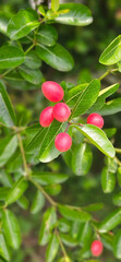 Pink color of Carissa carandas with green leaves background