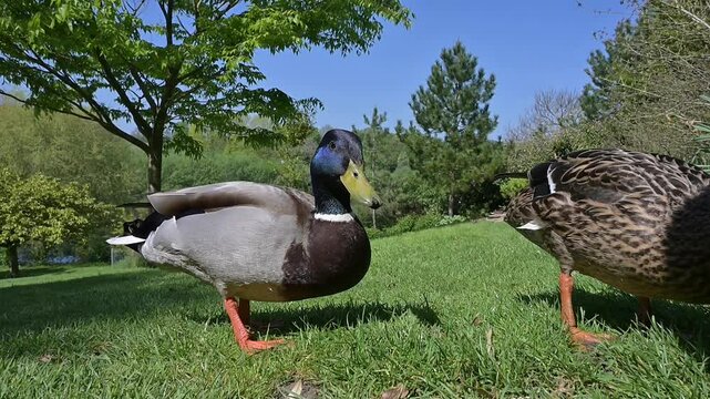 Mallard Ducks (Anas platyrhynchos) male and female in extreme closeup on a lawn in a public park. may, Kent, UK [Half speed]