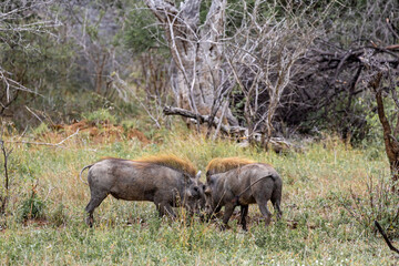 Two common warthogs are butting heads. Wildlife animals in natural habitat, safari in savanna. Kruger National Park, South Africa. 