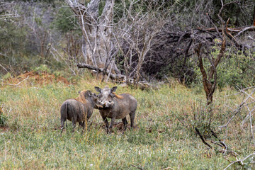 Two warthogs in wild nature, safari park