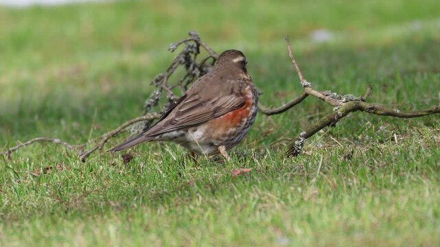 An adult Redwing stands on the green grass and eats an earthworm perpendicular to the camera lens on a cloudy spring day.