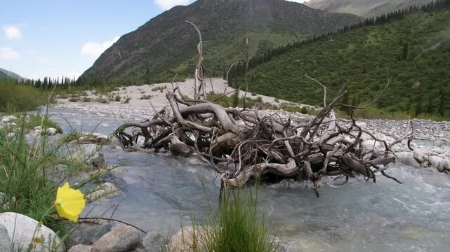 This footage captures driftwood and a tangle of Salix branches with a Papaver alpinum flower in a creek river in Ala Archa National Park, Kyrgyzstan.