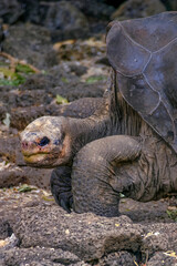 Galápagos Giant Tortoise, Chelonoidis niger, Galápagos National Park, UNESCO World Heritage Site, Galápagos Islands, Ecuador, South America.
