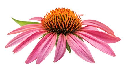Obraz premium Vibrant Echinacea Flower Close-up Showcase