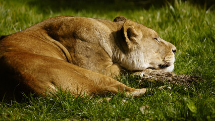 A sleepy lioness, laying down and relaxing on the grassy ground in the sunshine. She rests her head by placing her chin on a log.  Full property release for commercial use