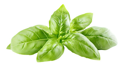 Fototapeta premium Fresh Basil Herb Isolated on White Background for Culinary Designs and Recipes