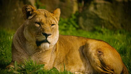 A majestic lioness sitting in the grass with her eyes open and staring past the camera at something that has caught her attention. Full property release for commercial use.