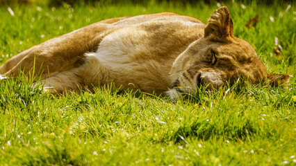 A sleepy lioness, laying down and relaxing on the grassy ground in the sunshine. Her eyes are closed and she is fully relaxed. Full property release for commercial use.