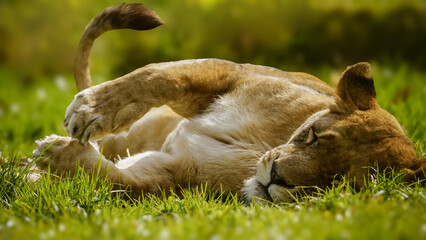 A sleepy lioness, laying down and relaxing on the grassy ground in the sunshine. Her eyes are closed and her paws and tail are raised. Full property release for commercial use.