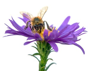 bee or honeybee Apis Mellifera isolated on white