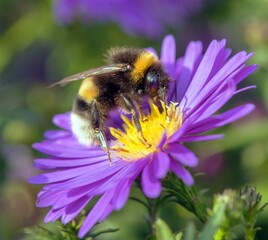 white-tailed bumblebee in Latin Bombus lucorum