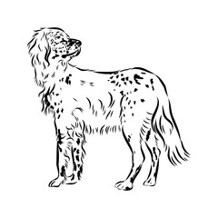 Decorative portrait of standing in profile English Setter, vector isolated illustration
