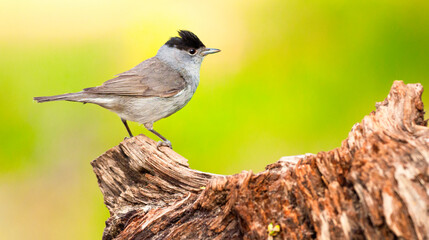 Blackcap, Sylvia atricapilla, Male Blackcap, Mediterranean Forest, Castilla y Leon, Spain, Europe