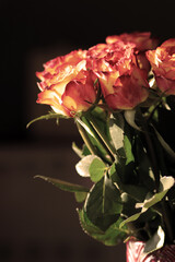 Obraz premium Beautiful red and pink Roses for cards or background a symbol for Spring and Summer 