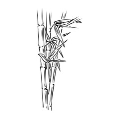 Sketch of the bamboo. Traditional style. bamboo, vector