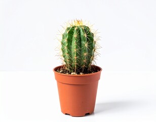 Green cactus in a brown pot against a white backdrop, illuminated perfectly