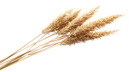 Fototapeta premium Elegant Reed Grass Isolated on White Background for Design Projects